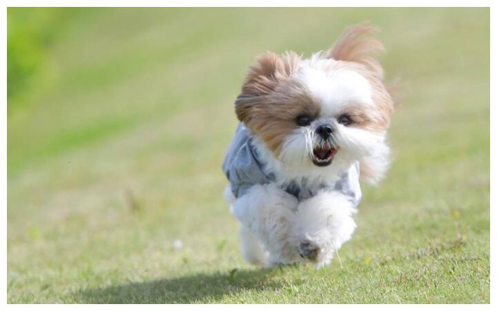 Some Popular Small Dog Breeds